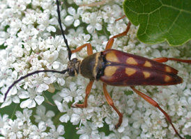 Banded Flower Longhorn Banded Flower Longhorn